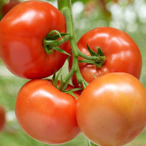 tomate-elpida