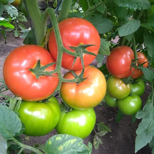 tomate-elpida