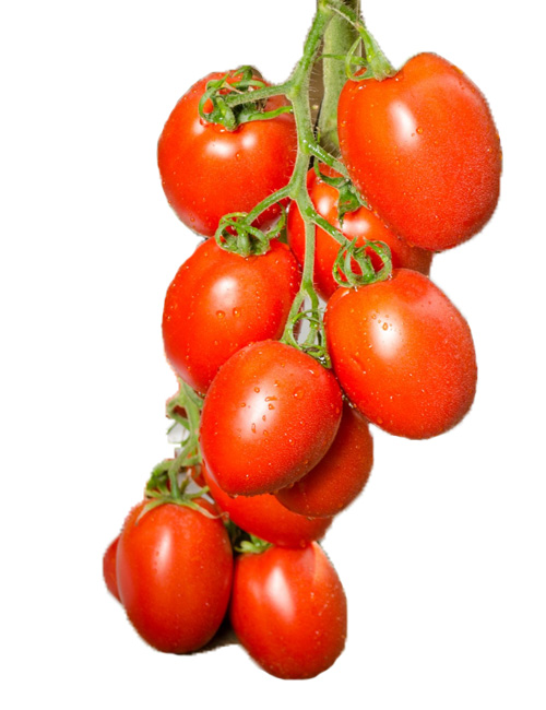 tomates-paipai